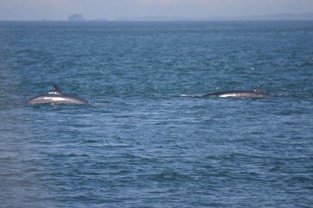 Minke whales can be seen in the Hebrides between April and October feeding on small schooling fish. 